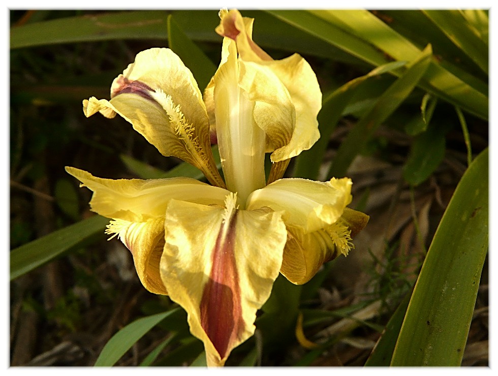 Iridaceae pugliesi